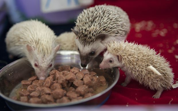 Animal shots of the week